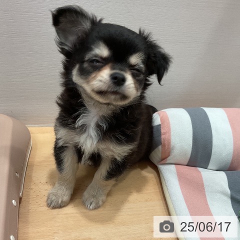 チワワの写真