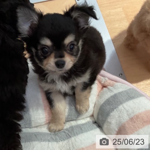 チワワの写真