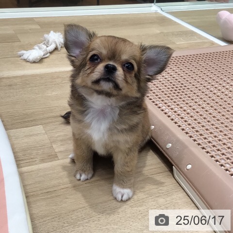 チワワの写真