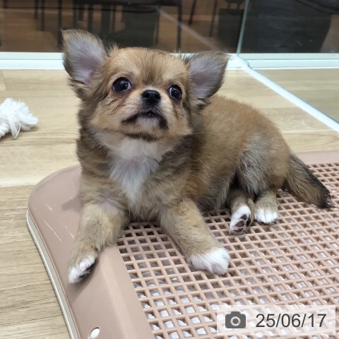 チワワの写真