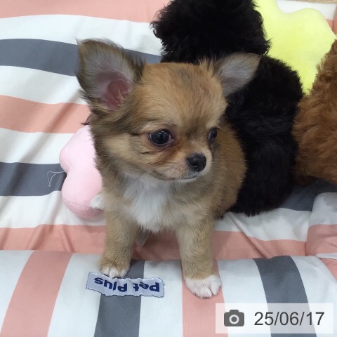 チワワの写真