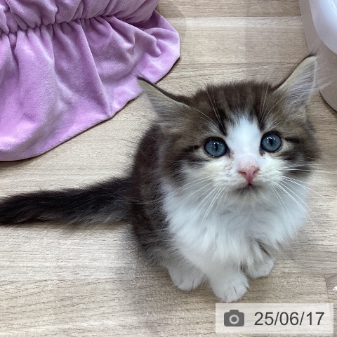 サイベリアンの写真