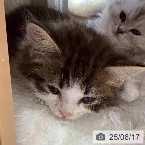 サイベリアンの写真