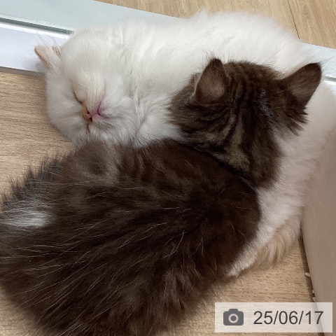 サイベリアンの写真