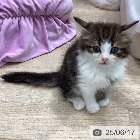 サイベリアンの写真