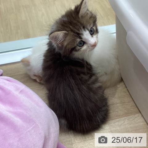 サイベリアンの写真