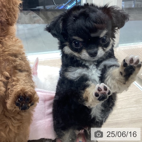 チワワの写真