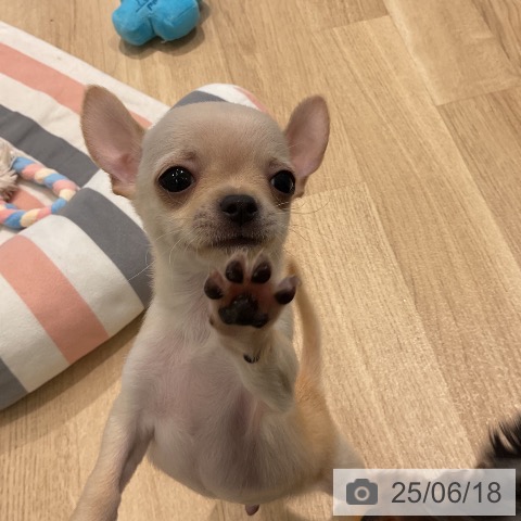 チワワの写真