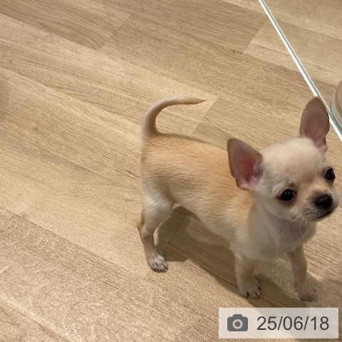 チワワの写真
