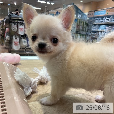 チワワの写真