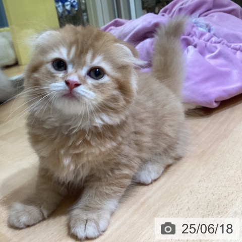 スコティッシュフォールドの写真