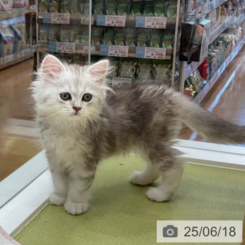 スコティッシュフォールドの写真