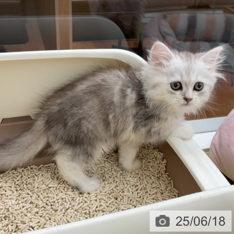 スコティッシュフォールドの写真