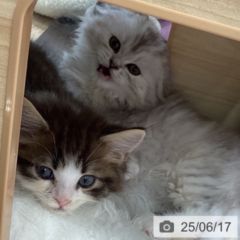スコティッシュフォールドの写真
