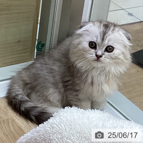 スコティッシュフォールドの写真