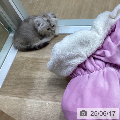 スコティッシュフォールドの写真