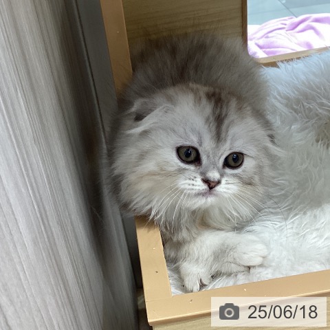 スコティッシュフォールドの写真