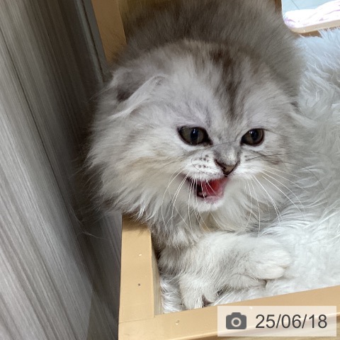 スコティッシュフォールドの写真