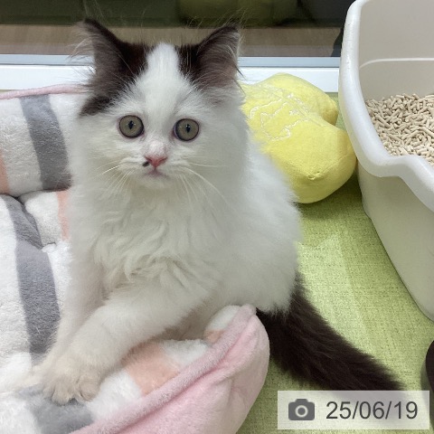 サイベリアンの写真