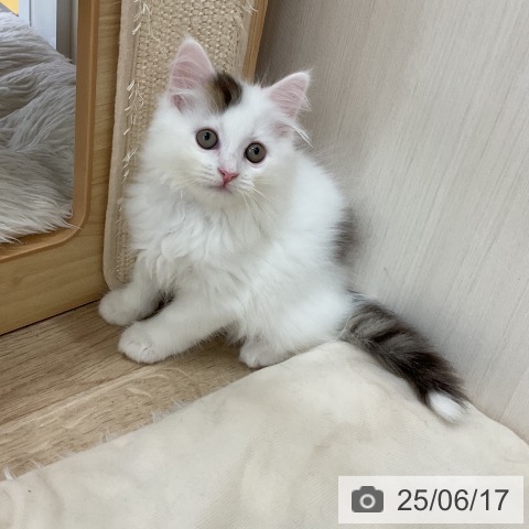 サイベリアンの写真