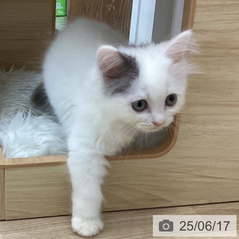 サイベリアンの写真