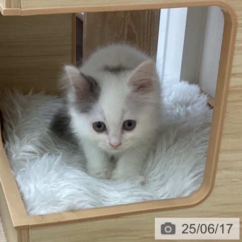 サイベリアンの写真