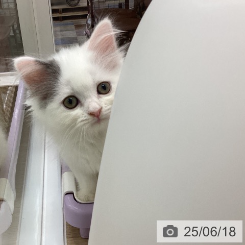 ペットプラス みなと店 | サイベリアンの詳細情報 | 子犬・子猫