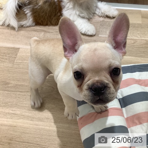 フレンチ・ブルドッグの写真