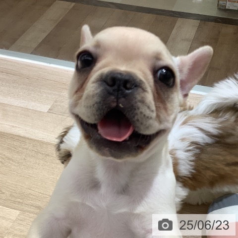フレンチ・ブルドッグの写真