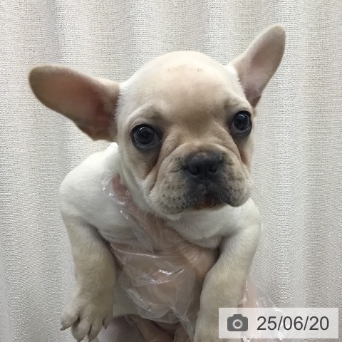 フレンチ・ブルドッグの写真