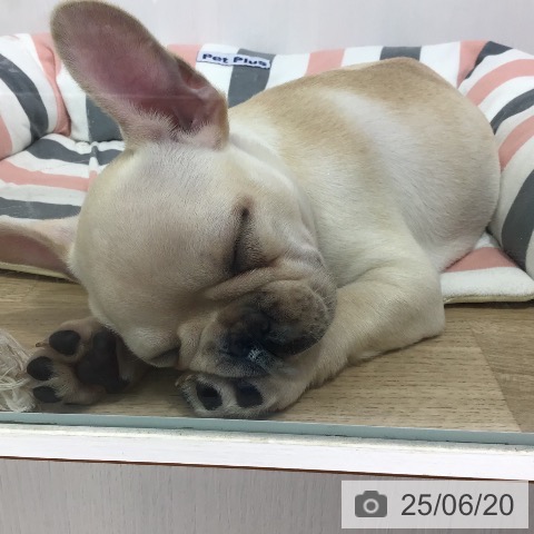 フレンチ・ブルドッグの写真