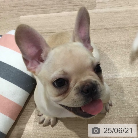 フレンチ・ブルドッグの写真