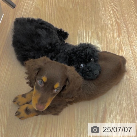 トイ・プードルの写真