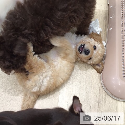 トイ・プードルの写真