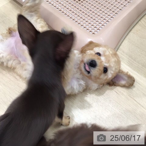 トイ・プードルの写真