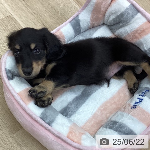 ミニチュア・ダックスフンドの写真