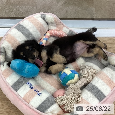 ミニチュア・ダックスフンドの写真