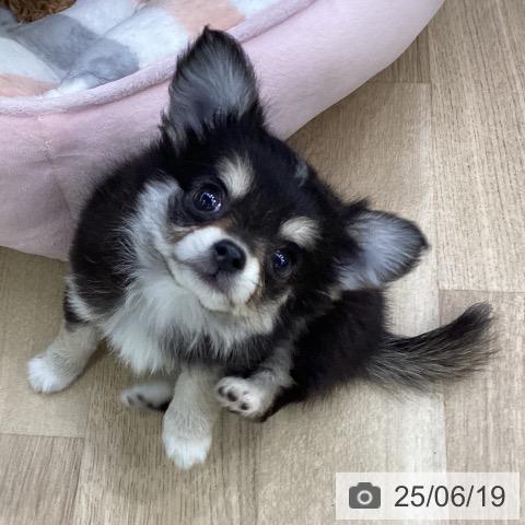 チワワの写真