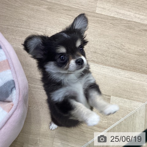 チワワの写真
