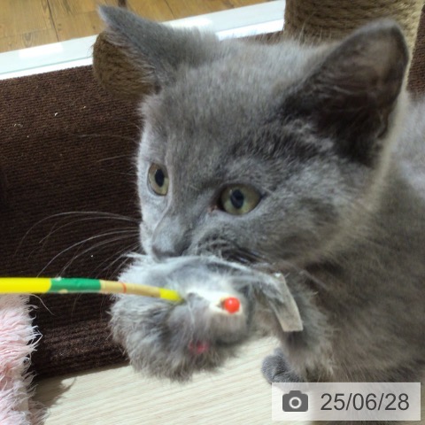 シャルトリューの写真