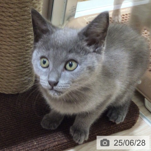 シャルトリューの写真
