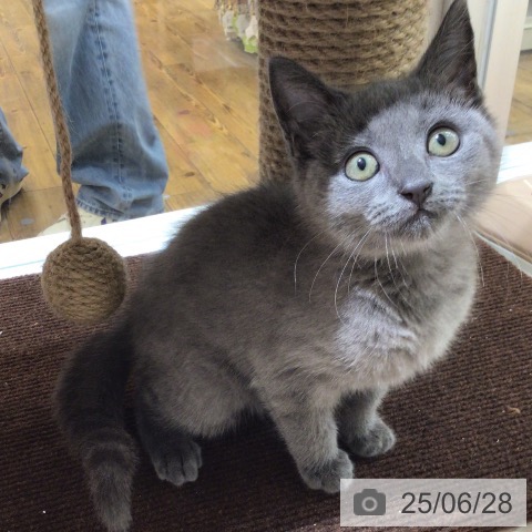 シャルトリューの写真