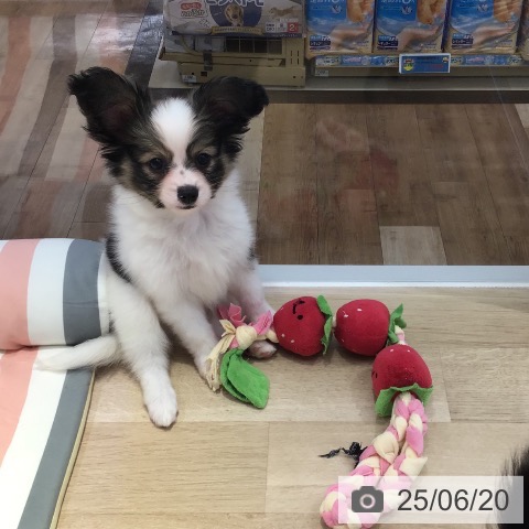 パピヨンの写真