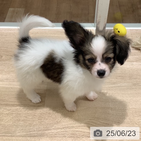 パピヨンの写真