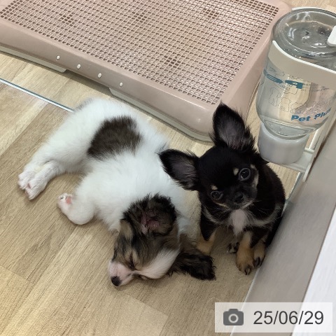 パピヨンの写真