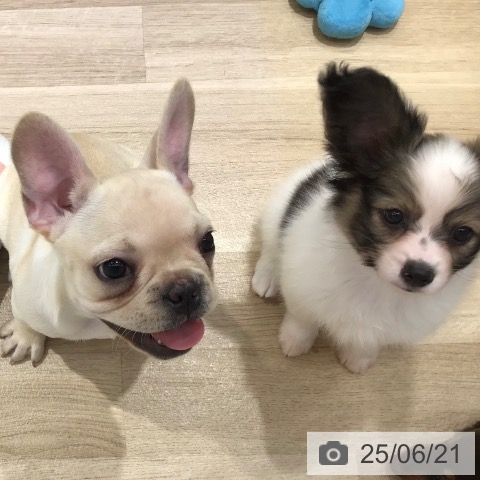 パピヨンの写真