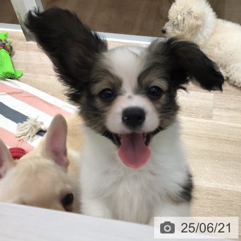パピヨンの写真