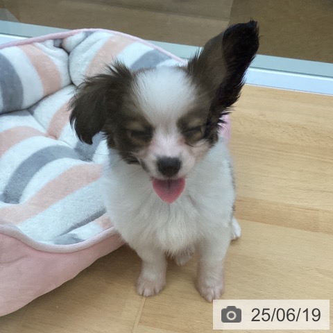 パピヨンの写真