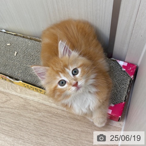 メインクーンの写真