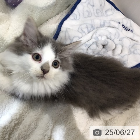 ノルウェージャンフォレストキャットの写真